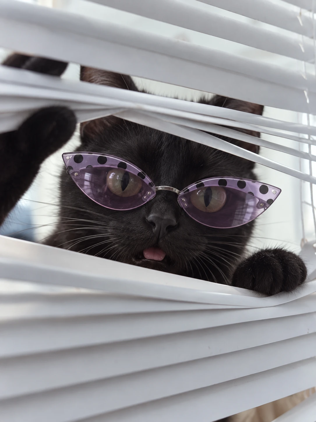 A black cat in polka-dot cat-eye sunglasses peering through parted venetian blinds